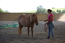 horse school materials